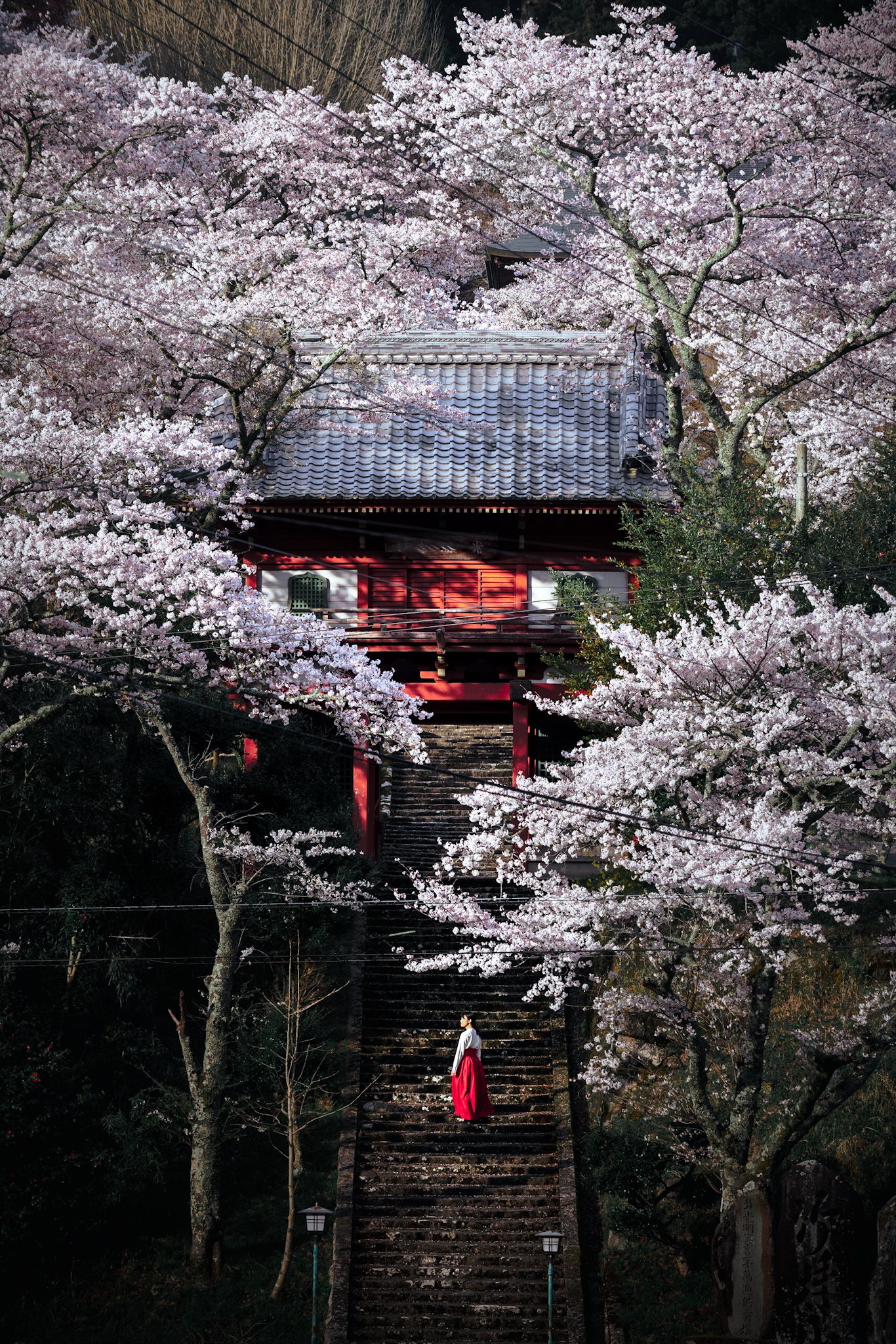 桜巫女